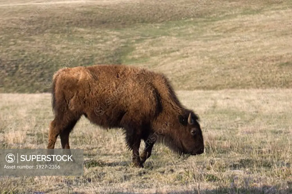 American Bison Buffalo Bison bison Custer State Park South Dakota