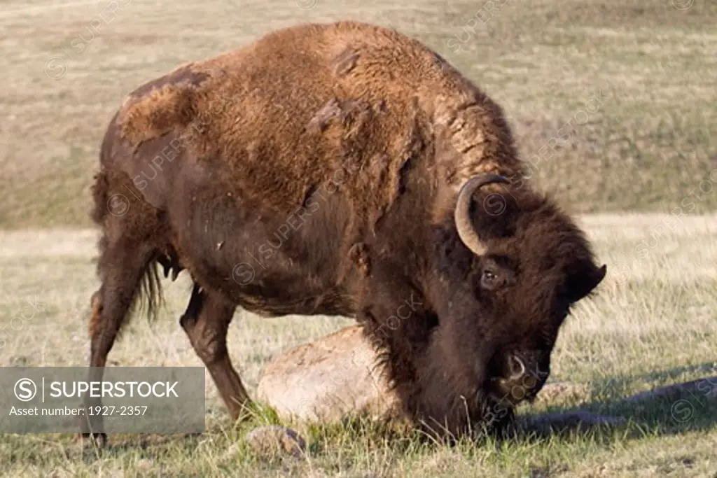 American Bison Buffalo uses a rock to scratch itself Bison bison Cuser State Park South Dakota