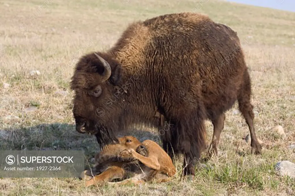 American Bison Buffalo calf licks itself while mother stands guard Bison bison Custer State Park South Dakota