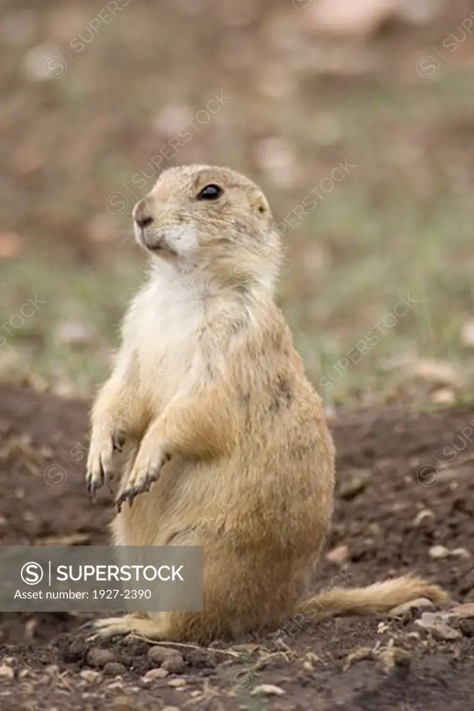 Black tailed Prairie Dog stands up as a lookout Cynomys ludovicianus Wind Cave National Park South Dakota