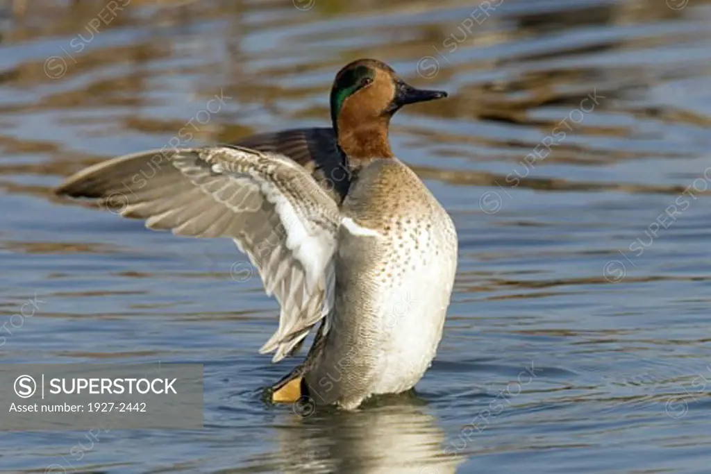 Green winged Teal Duck with wings up male Anas crecca Back Bay Reserve California