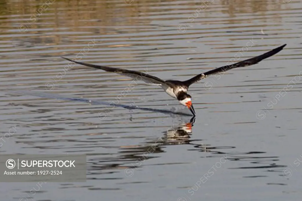 Black Skimmer skimming Rynchops niger Back Bay Reserve California