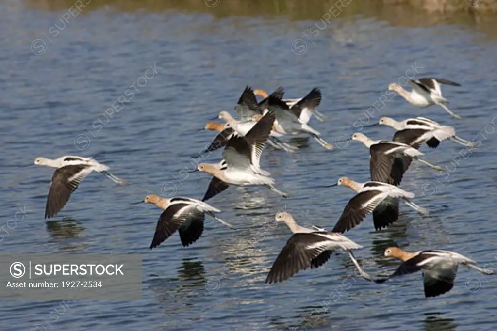 Flock of American Avocets landing Recurvirostra americana Back Bay Reserve California