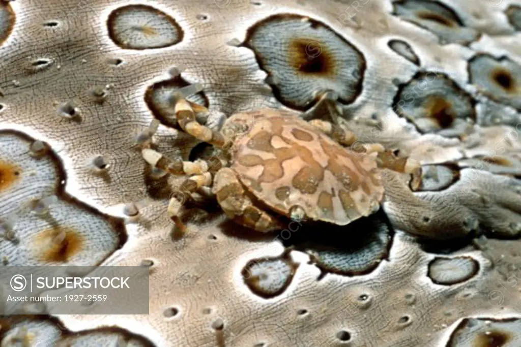 Harlequin Crab on Sea Cucumber Lissocarcinus orbicularis on Bohadschia argus Solomon Islands Hal Berl
