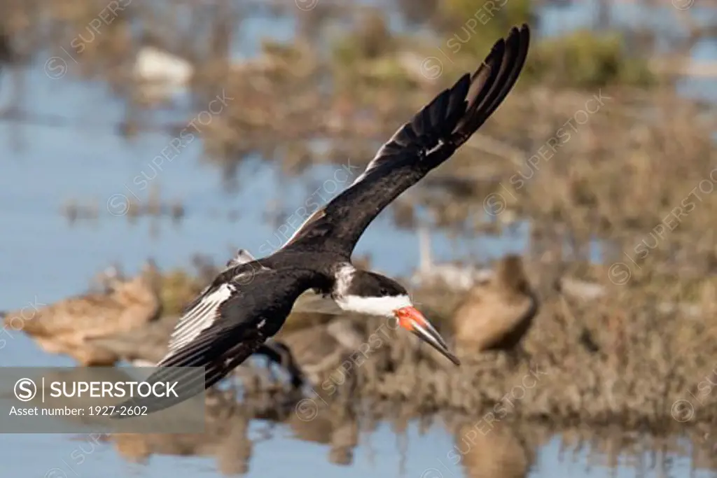 Black Skimmer in flight Rynchops niger Back Bay Reserve California