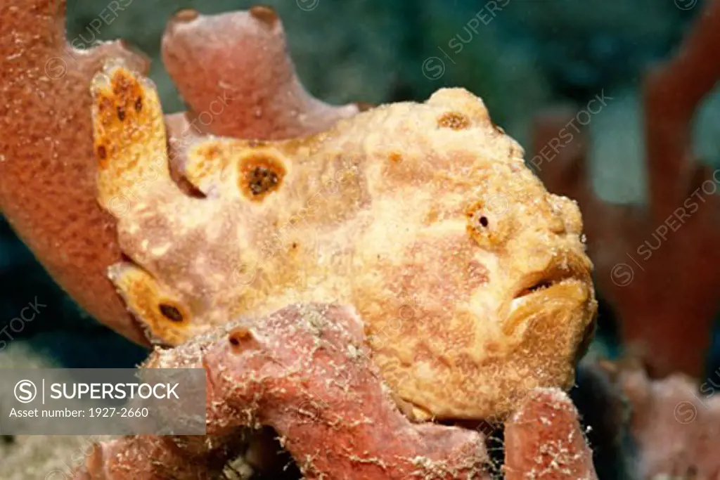 Longlure Frogfish Antennarius multiocellatus Bonaire Netherlands Antilles