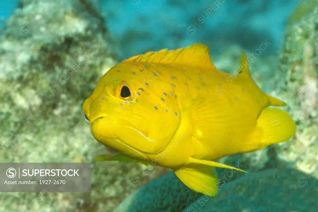 Coney golden phase Cephalopholis fulvus Bonaire Netherlands Antilles