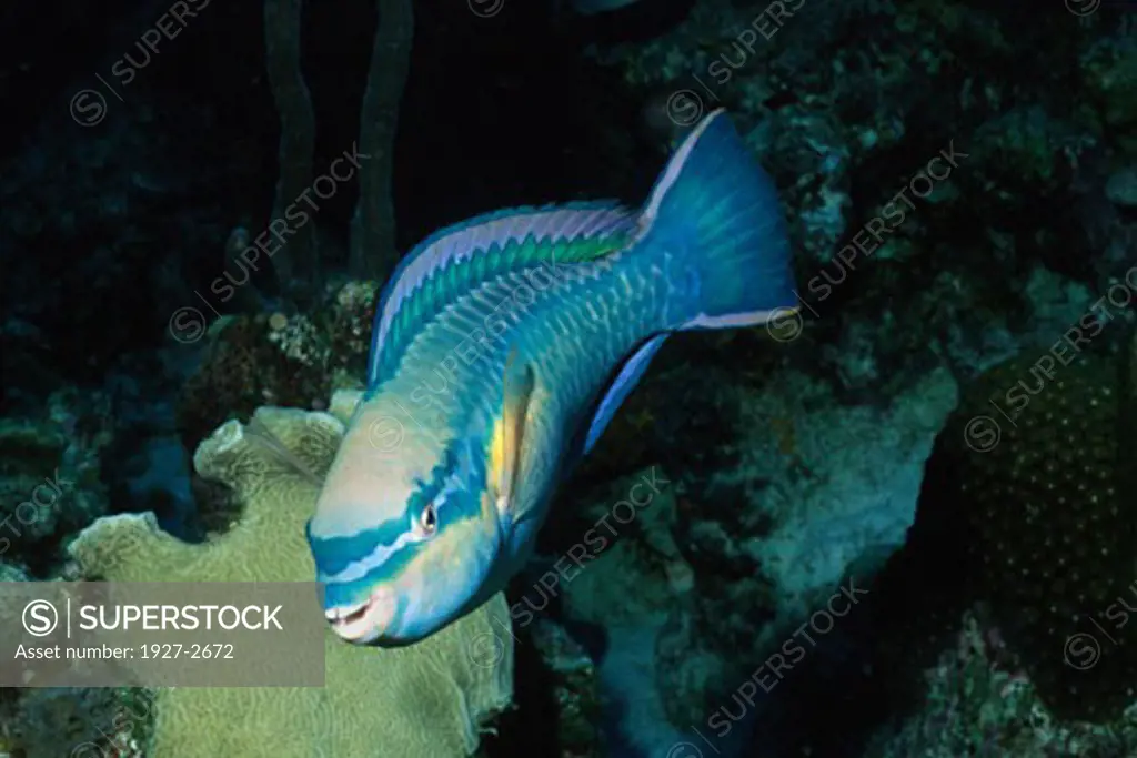 Princess Parrotfish supermale Scarus taeniopterus Bonaire Netherlands Antilles