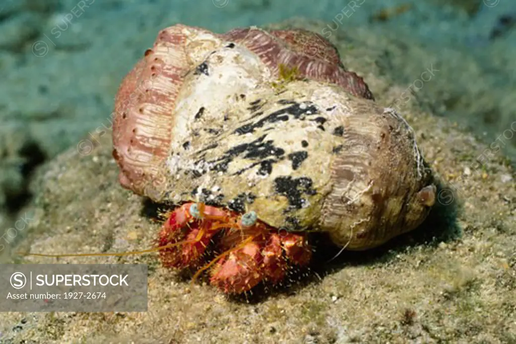 Stareye Hermit Crab peers out from its shell homeDardanus venosus Bonaire Netherlands Antilles