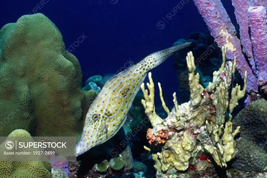 Scrawled Filefish Aluterus scriptus Bonaie Netherlands Antilles