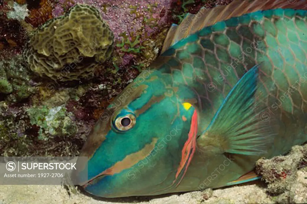 Stoplight Parrotfish clseup S Parisoma viride Bonaire Netherlands Antilles