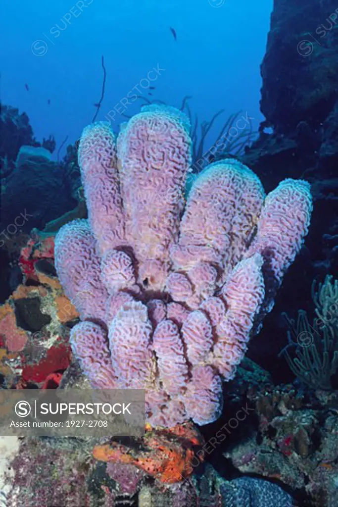 Branching Vase Sponge Callyspongia vaginalis Bonaire Netherlands Antilles