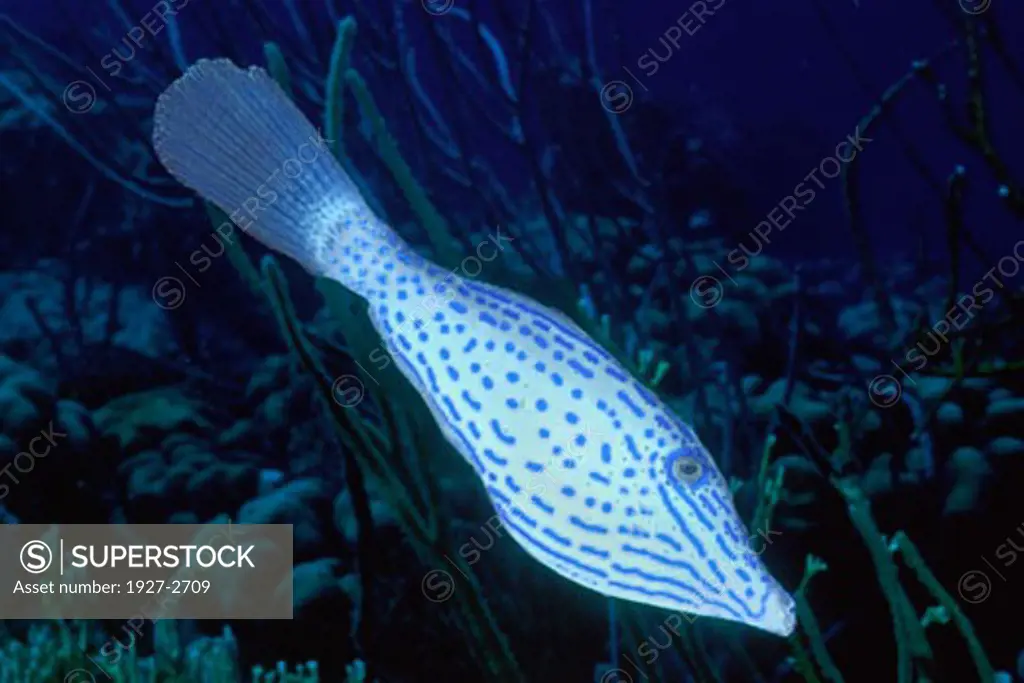 Scrawled Filefish Aluterus scriptus Bonaire Netherlands Antilles