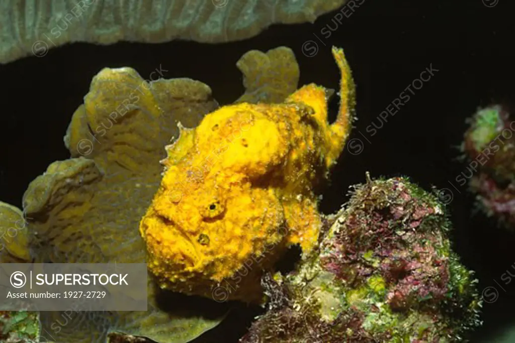 Longlure Frogfish Anternnarius multicellatus Bonaire Netherlands Antilles