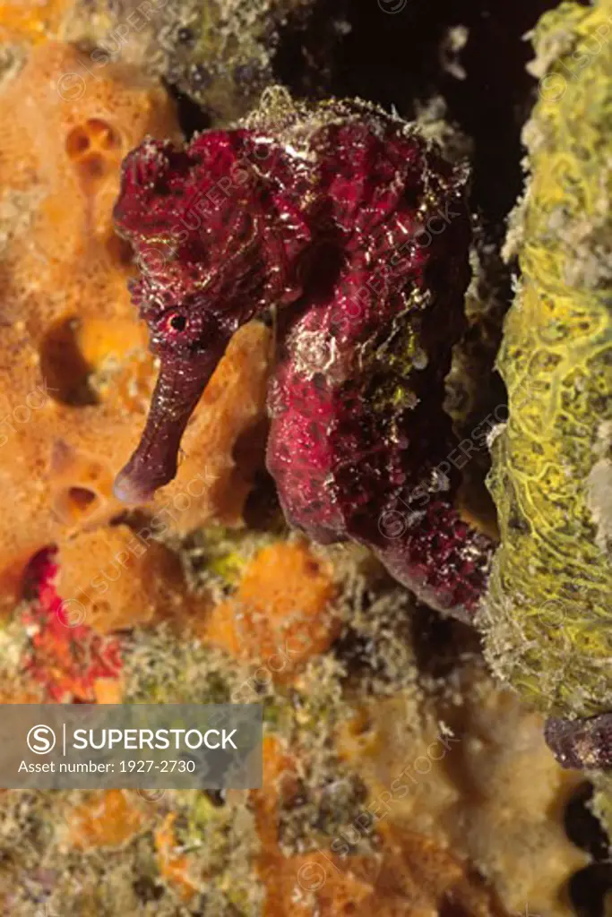 Longsnout Seahorse Hippocampus reidi Bonaire Netherlands Antilles