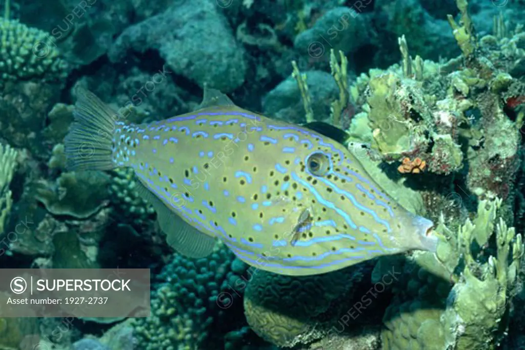 Scrawled File fish Aluterus scriptus Bonaire Netherlands Antilles