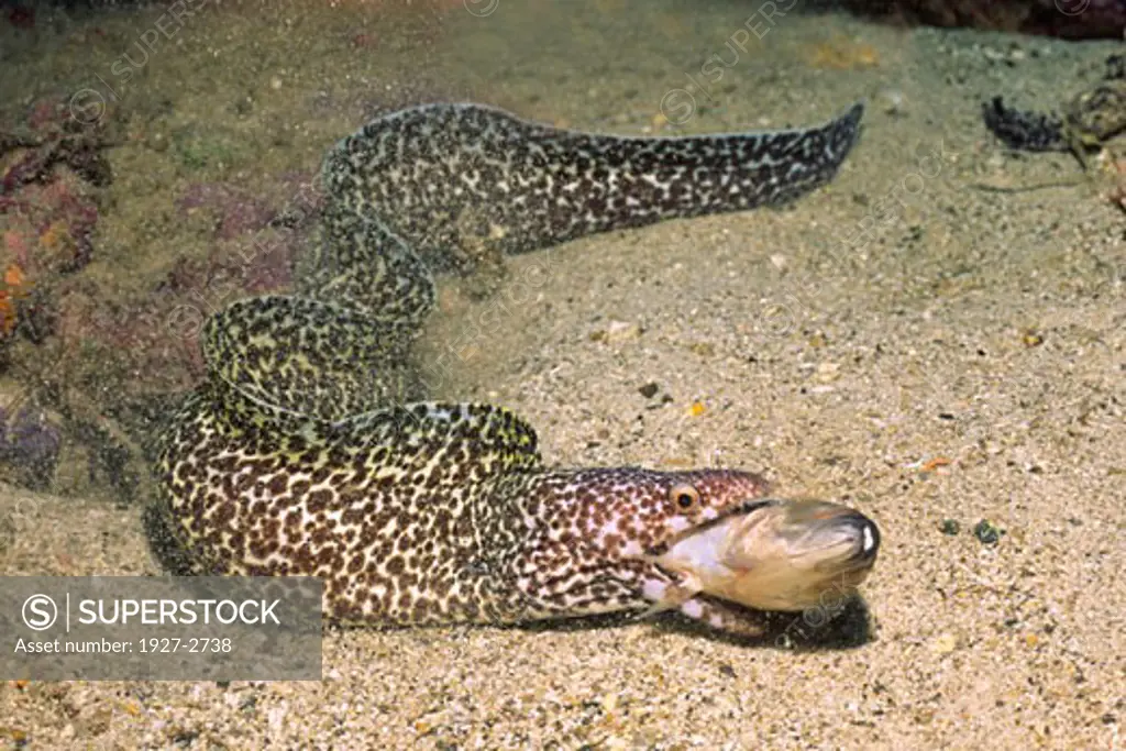 Spotted Moray Eel catchs and eats a fish Gymnothorax moringa Bonaire Netherlands Antilles