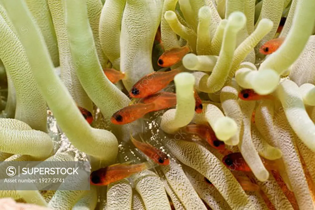Bridle Cardinalfish live in a Giant Anemone for protection Apogon aurolineatus in Condylactis gigantes Bonaire Netherlands Antilles