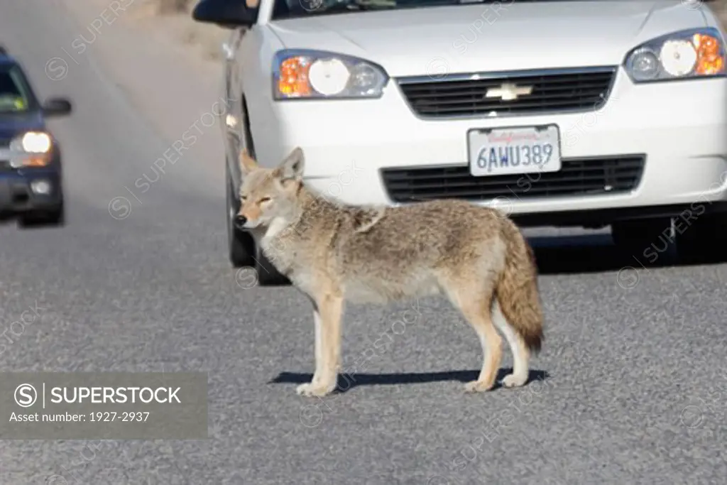 Coyote blocks traffic Canis latrans Death Valley National Park California