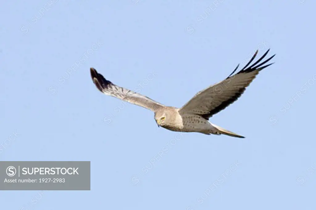 Northern Harrier in flight male Circus cyaneus Back Bay Reserve  Calaifornia
