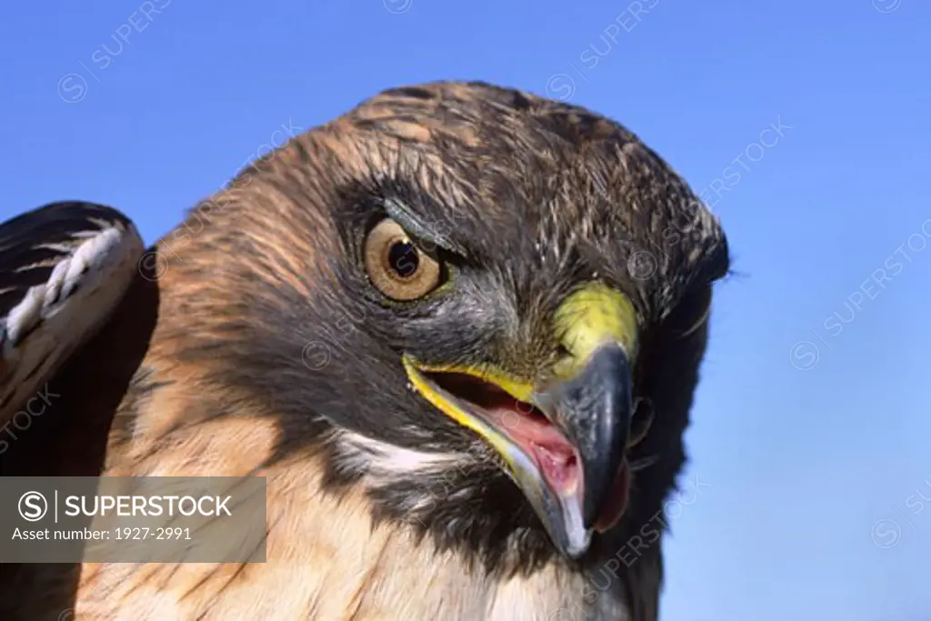 Red tailed Hawk closeup showing tongue Buteo famaicensis Antelope Valley  California