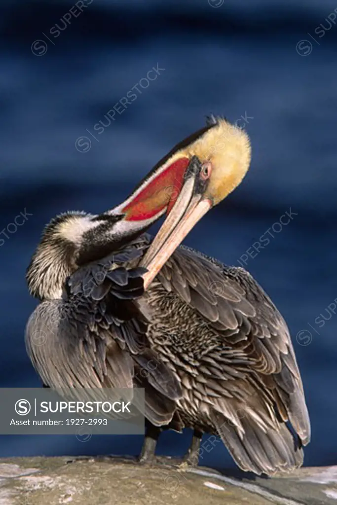 Brown Pelican in full breeding colors grooming Pelecanus occidentalis LaJolla Cliffs  California