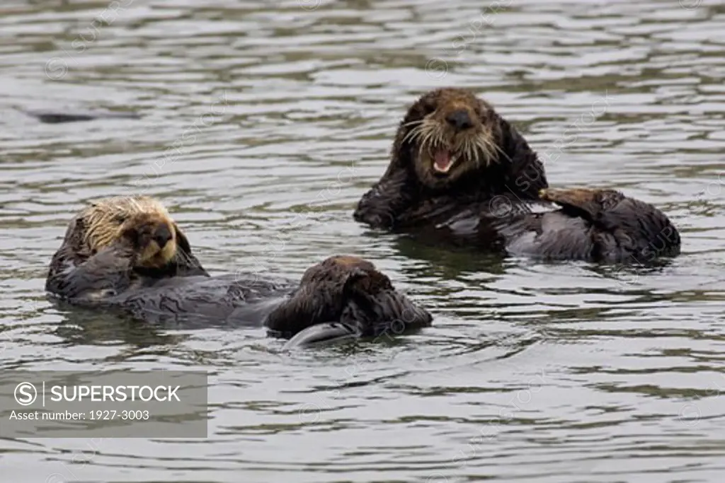 Caliifornia Sea Otters resting Enhydra lutris Elkhorn Slough  California