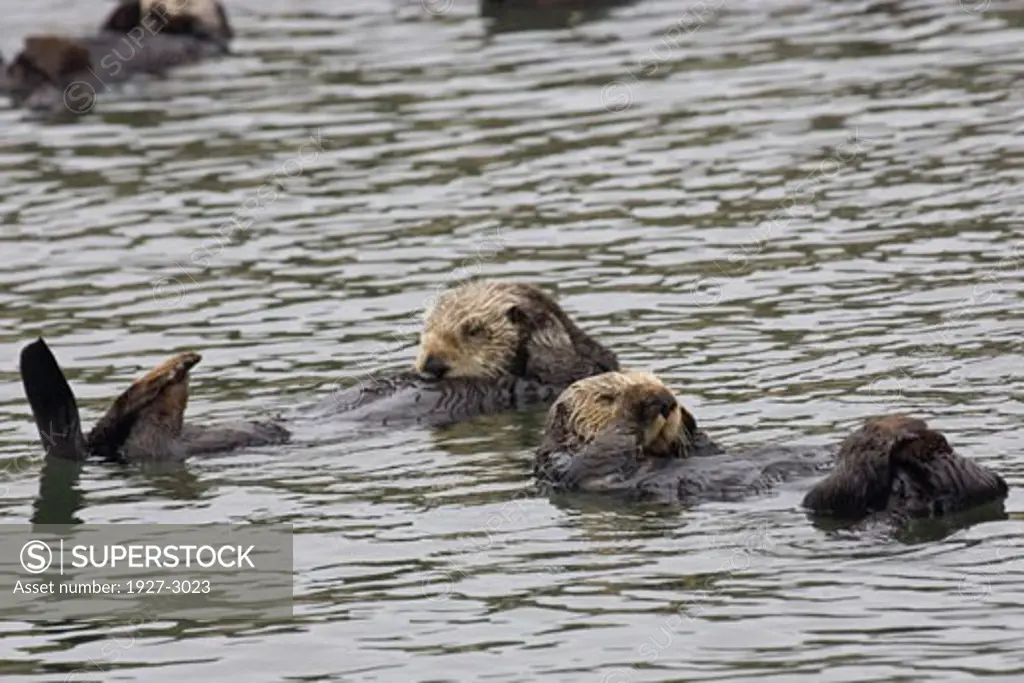 California Sea Otters resting Enhydra lutris Elkhorn Slough  California
