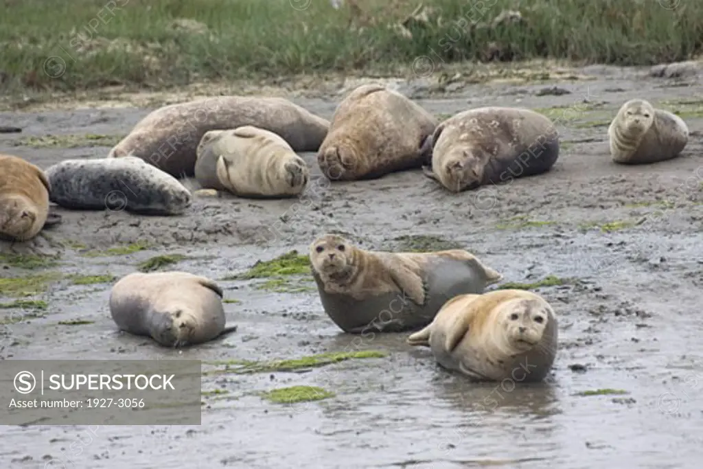 Harbor Seals hauled out Phora vitulina Elkhorn Slough  California