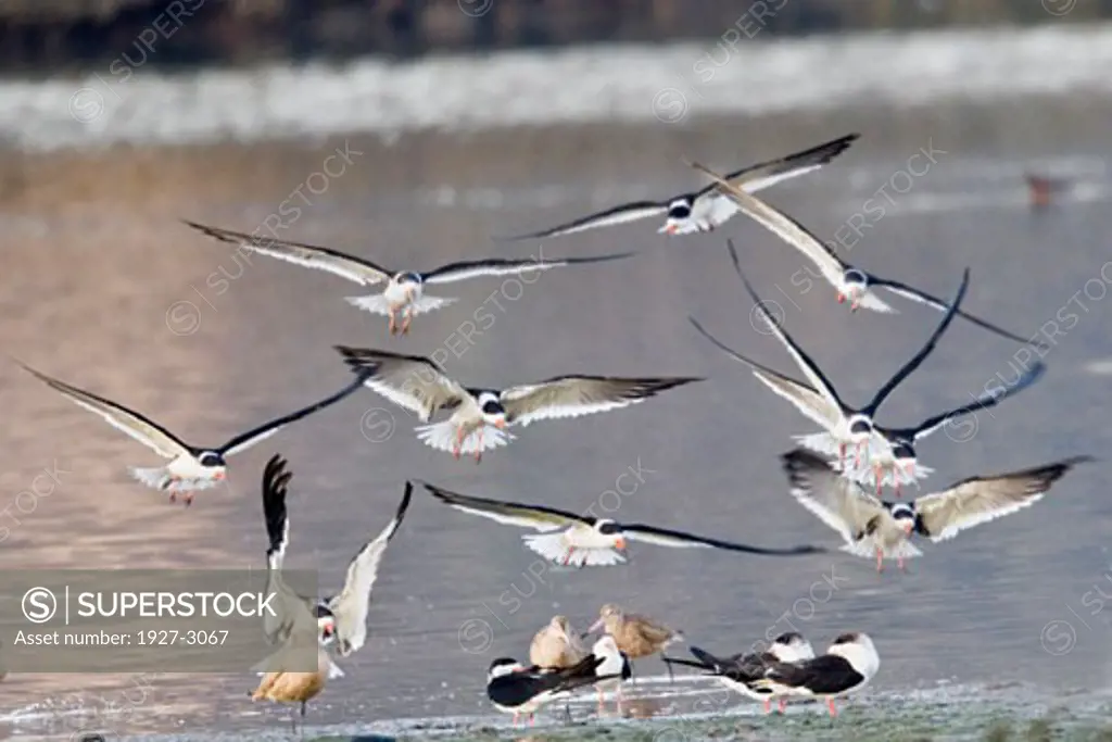 Black Skimmers landing Rynchops niger Back Bay Reserve  California