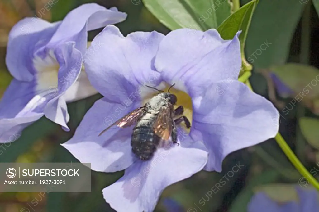 Bumble Bee covered in pollen about to pollinate a Blue Sky Vine Flower Bombus sp on Thunbergia grandiflora Kauai  Hawaii