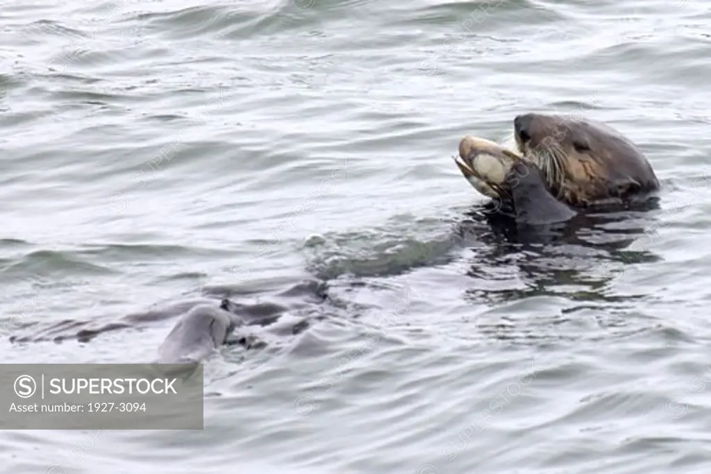 California Sea Otter eating a clam Enhydra lutris Elkhorn Slough  California