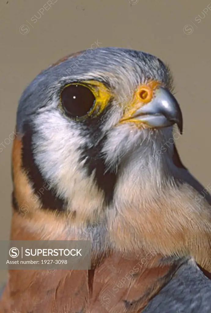 American Kestrel closeup Falco sparverius Antelope Valley  California