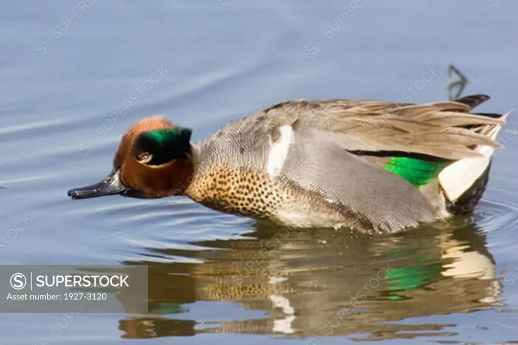 Male Green winged Teal Duck assumes courtship pose for female Anas crecca Back Bay Reserve  California