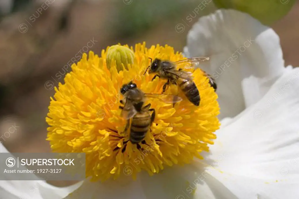 Honey Bees pollenating a Matilija Poppy Romneya coulteri Southern California