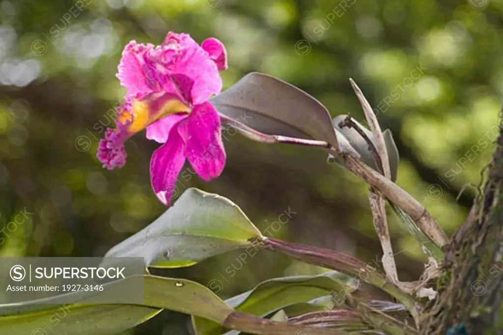 Cattleya Orchid growing in a tree Cattleya sp  Kauai  Hawaii