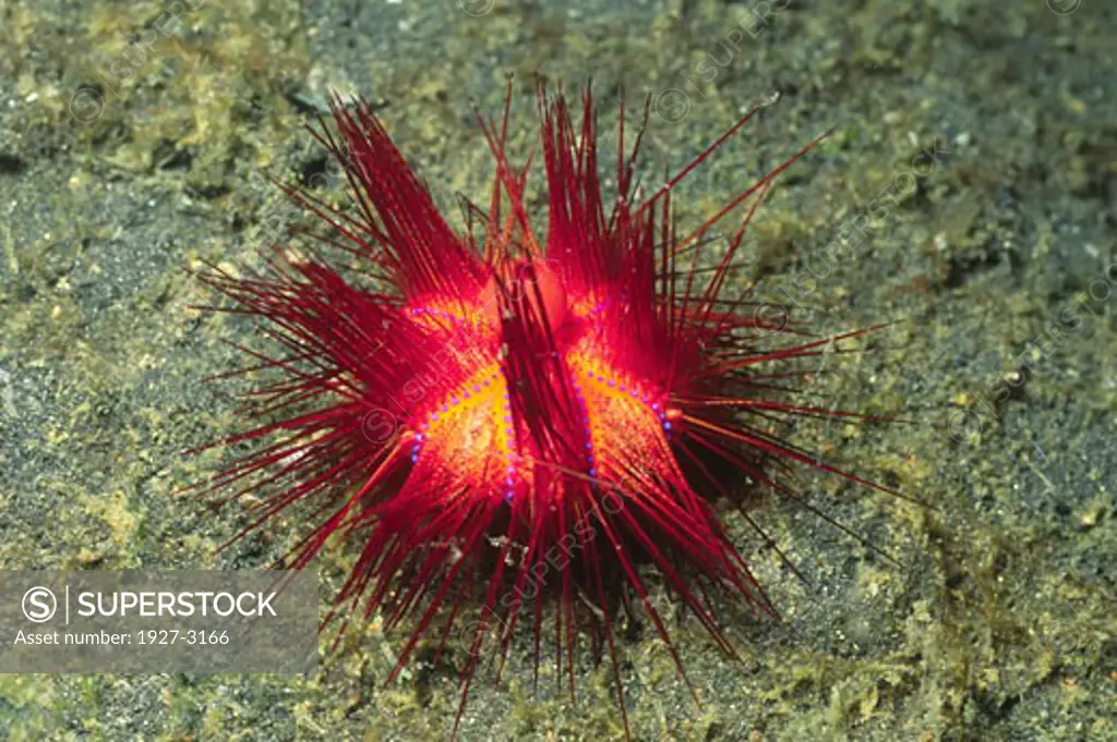 Fiire Urchin Asthenosoma varium Solomon Islands