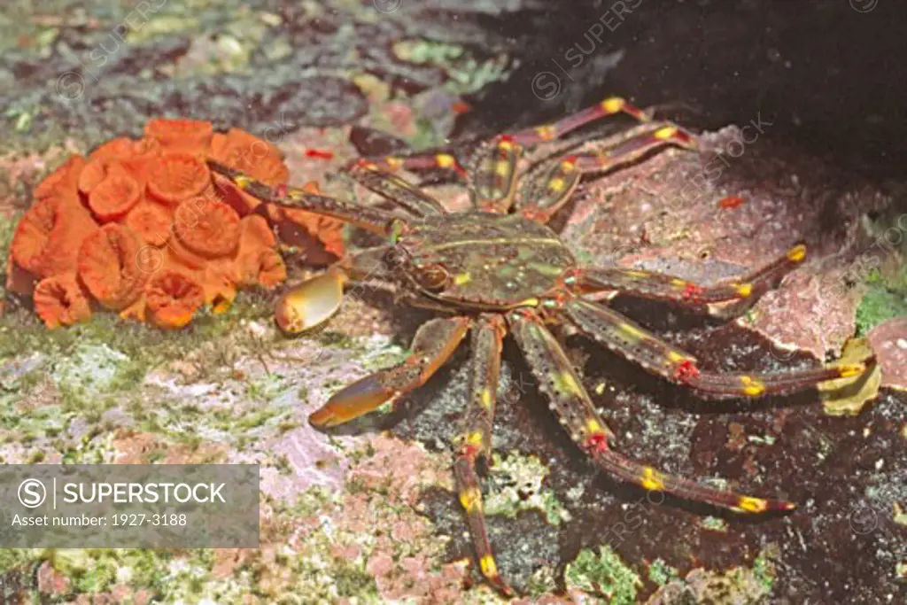 Swift footed Rock Crab Carpus albolineatus Bonaire  Netherlands Antilles