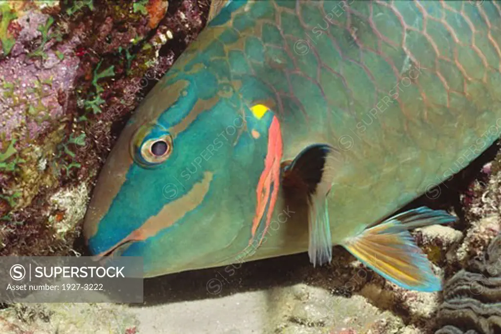 Stoplight Parrotfish supermale form closeuo Sparisome viride Bonaire  Netherlands Antilles