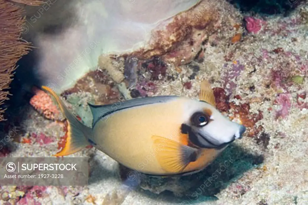 Mimic Surgeonfish Acanthurus pyroferus Lembeh Straits  Indonesia