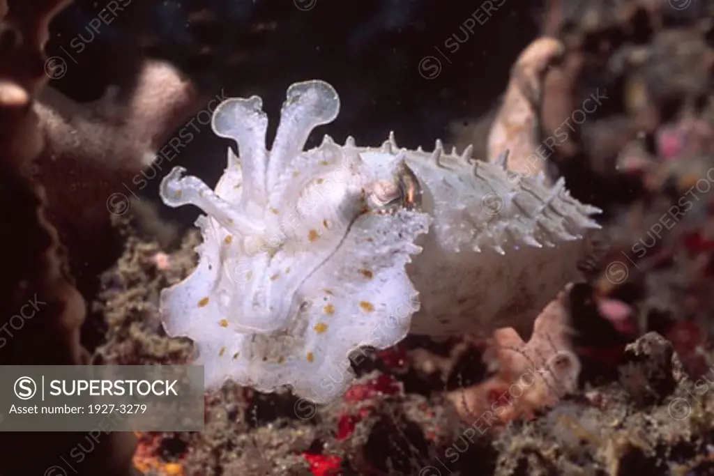 Cuttlefish Sepia sp  Lembeh Straits  Indonesia