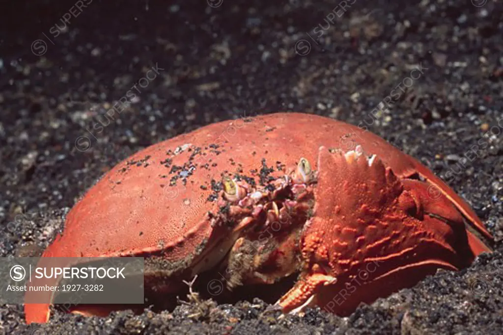 Box Crab Calappa philargius Lembeh Straits  Indonesia