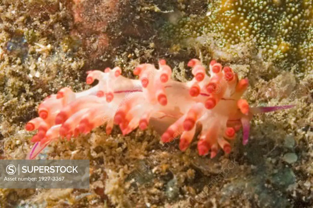 Nudibranch Flabellina rubrolineata Lembeh Straits  Indonesia