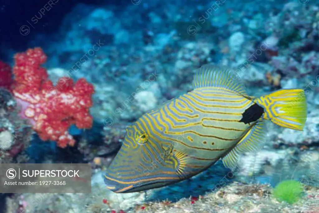 Orange lined Triggerfish Balistapus undulatus Fiji