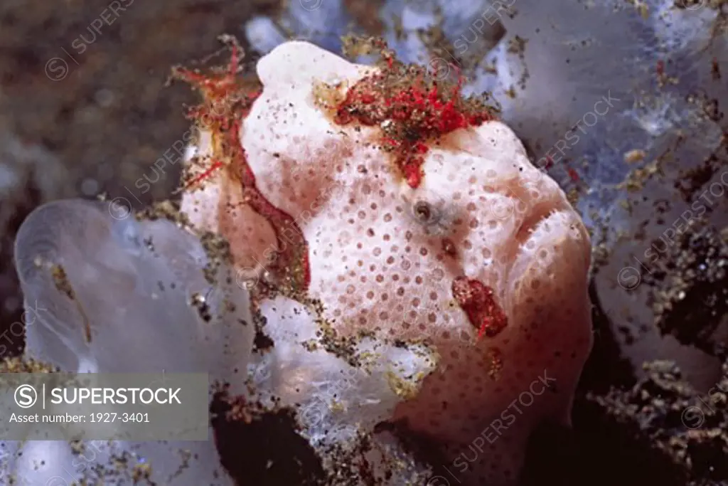 Painted Frogfish Antennarius pictus Lembeh Straits  Indonesia