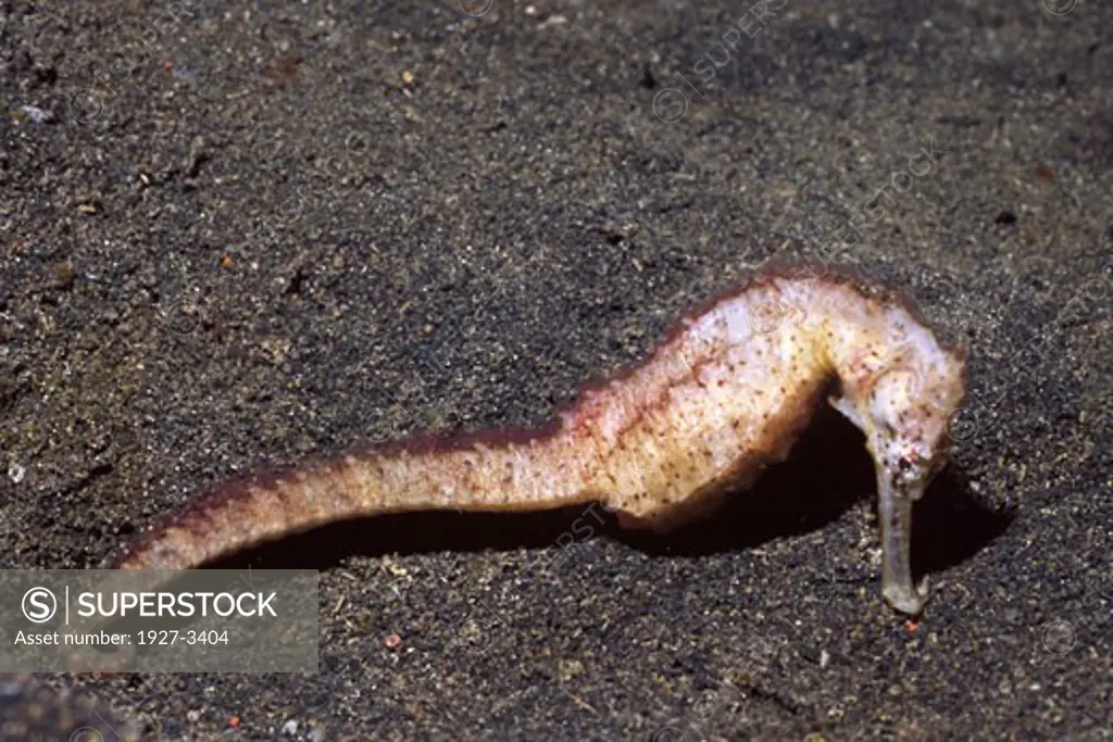 Seahorse Hippocampus sp  Lembeh Straits  Indonesia