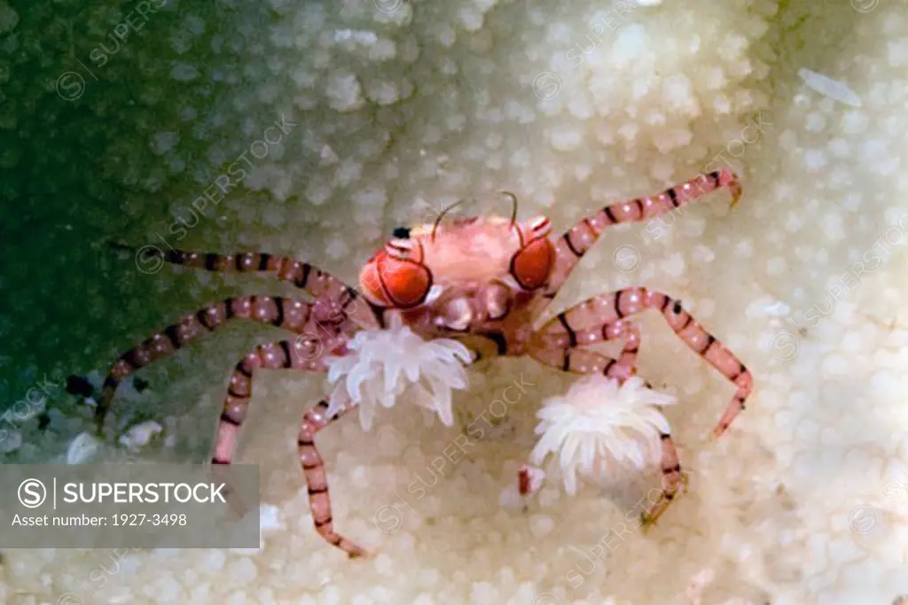 Boxer Crab with Sea Anmones at the ends of its claws Lybia tesselata Lembeh Straits  Indonesia