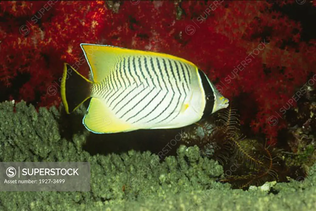 Chevroned Butterflyfish Chaetodon trifascialis Fiji