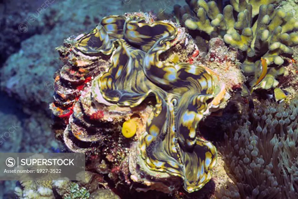 Giant Clam Tridnaca sp  Fiji