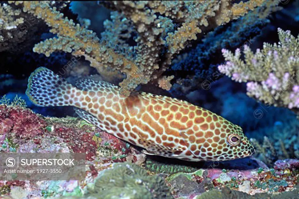Honeycomb Grouper Epinephelus quoyanus Fiji